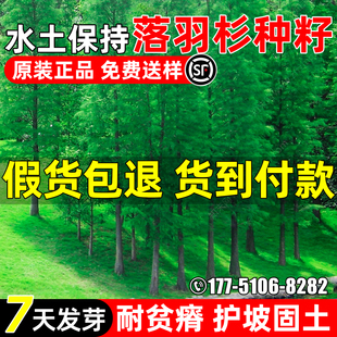 落羽杉种子耐旱耐旱四季落羽松杉木种籽护坡固土园林景观绿化观赏
