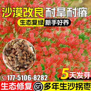沙拐枣种子耐旱耐贫瘠多年生草籽沙漠复绿生态修复防风固沙草种籽