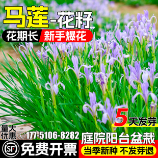 马莲花种子多年生庭院别墅阳台盆栽四季种植花种籽景观美化马兰花