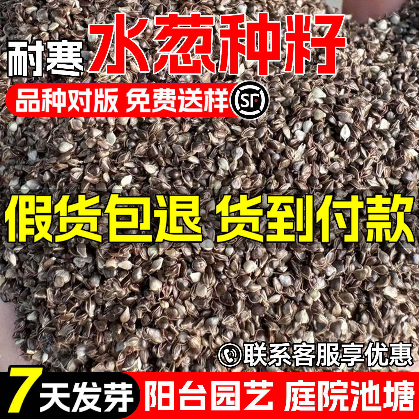 水葱种子挺水水生宿根植物草籽