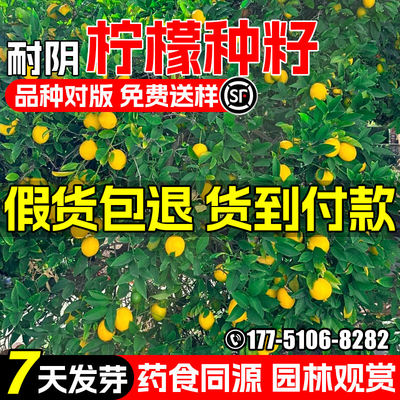 柠檬树种子庭院阳台办公室盆栽
