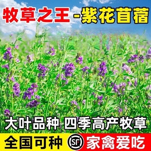 紫花苜蓿草种籽喂猪牛羊兔鸡鸭鹅多年生四季大叶牧草种子鱼草种籽