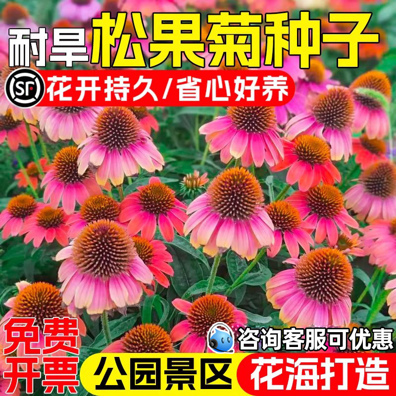 松果菊种子公园花海景观美化打造