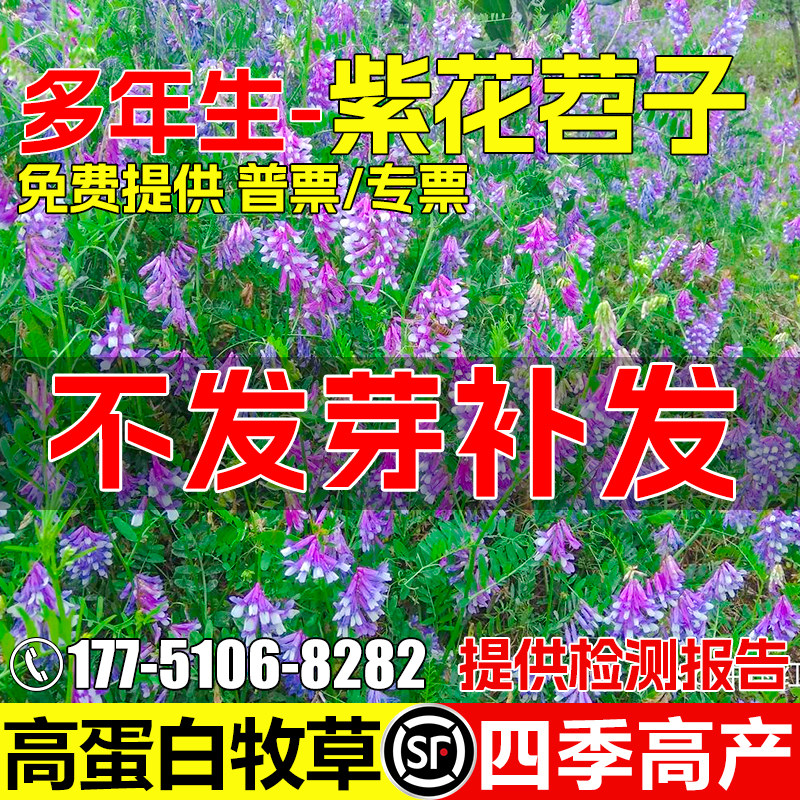 光叶紫花苕种籽毛苕种子果园绿肥