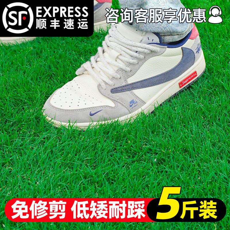 草坪草籽护坡狗牙根马尼拉四季常青庭院地毯草皮绿化黑麦草种子孑