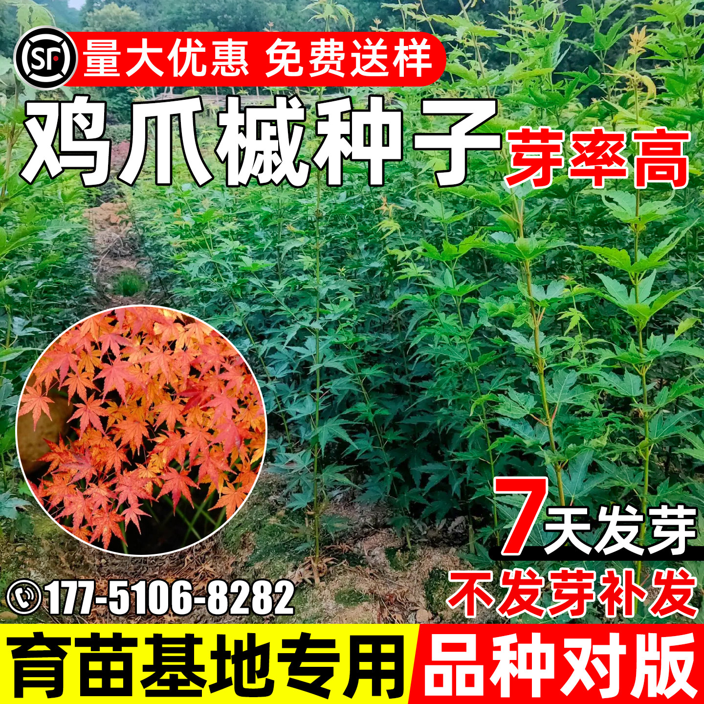 鸡爪槭种子行道树绿化观赏鸡爪枫图片