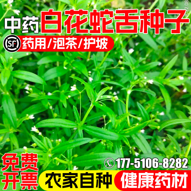 白花蛇舌草蛇舌草二叶葎中药材
