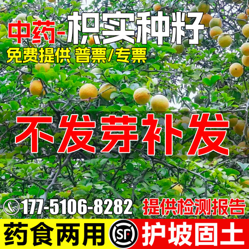 枳实种子护坡固土园林绿化观赏