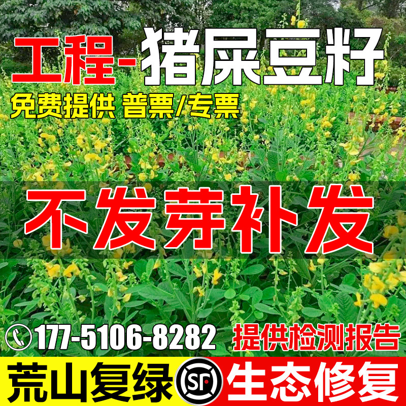 猪屎豆种子灌木草籽生态修复种籽