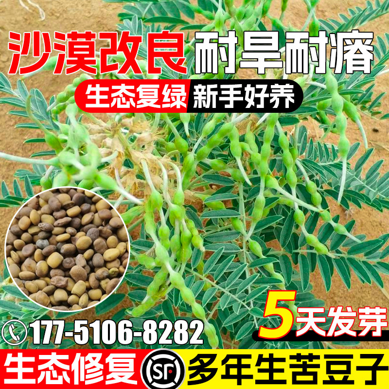 苦豆子种籽荒漠绿化生态修复绿化