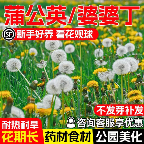 蒲公英种子四季播种室外阳台种籽