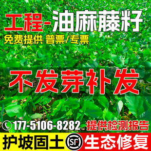 油麻藤种子灌木草种籽护坡固土边坡绿化工程矿山复绿爬藤植物草籽