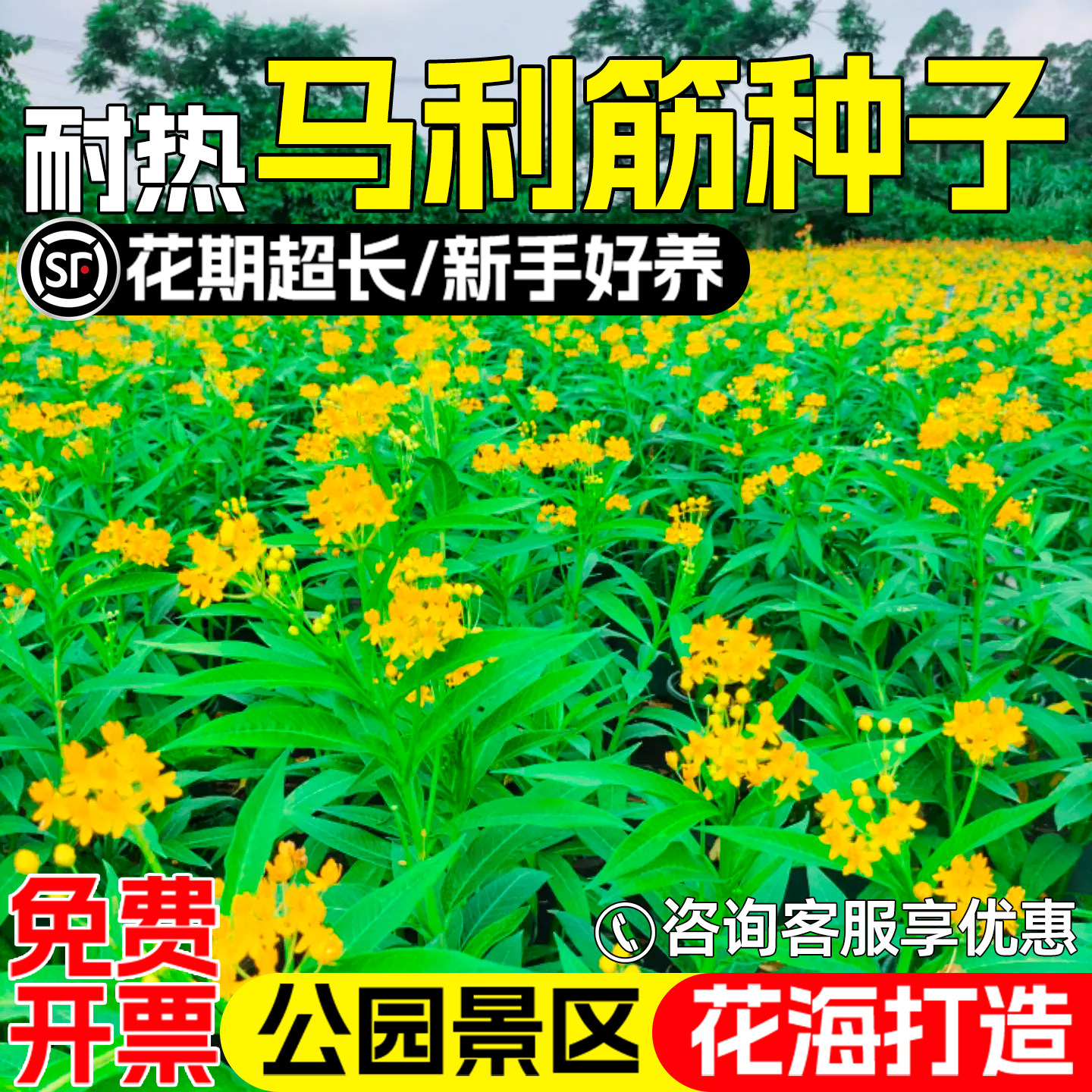 马利筋金凤花种子公园景区花海