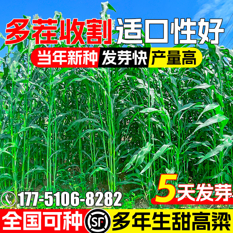 甜高粱种籽高产畜牧养殖牧草种子