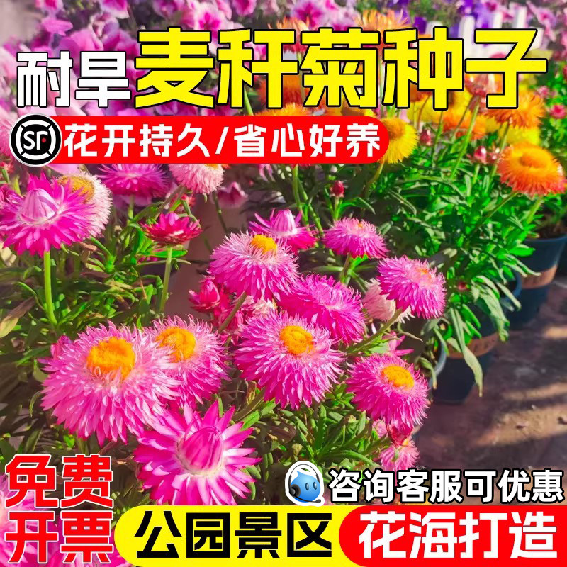 麦秆菊种子公园花海景观美化打造