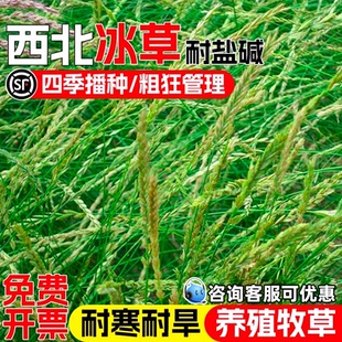 扁穗冰草籽畜牧养殖细茎冰草牧草种子抗风沙耐盐碱护坡固土草种籽