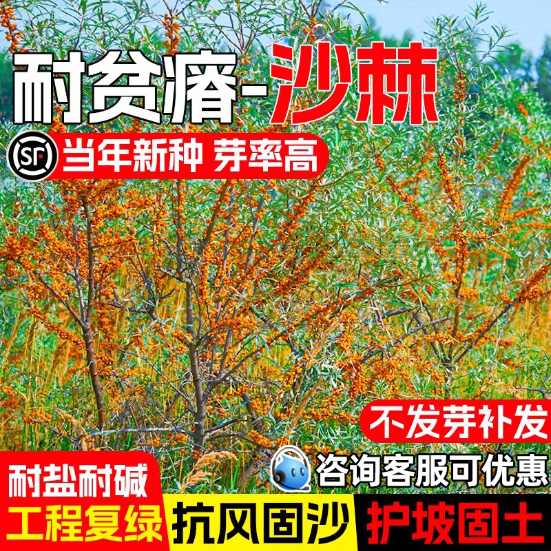 沙棘种子耐贫瘠耐寒耐旱工程复绿抗风固沙灌木草籽护坡固土草种籽