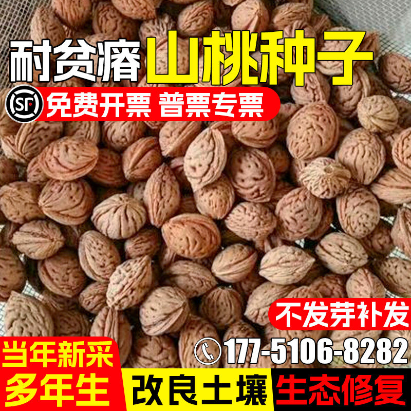 山桃种籽耐贫瘠毛桃园林绿化乔木