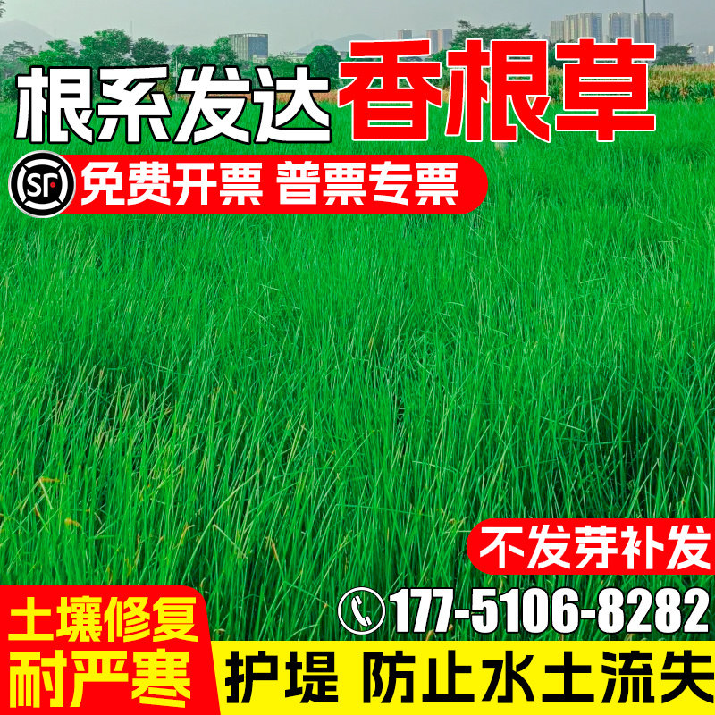 香根草种子耐寒耐旱多年生牧草种籽堤坝护坡水土保持生态复绿草籽