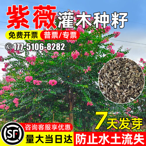 紫薇种子水土保持园林绿化观赏