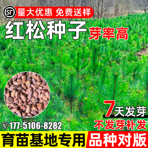 红松种子红果松树朝鲜松树种子
