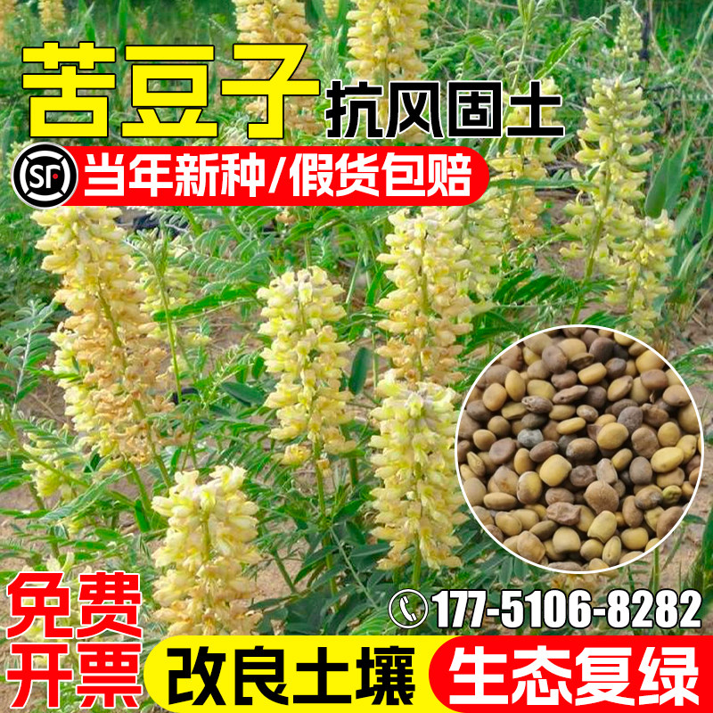 苦豆子防风固沙护坡固土生态修复