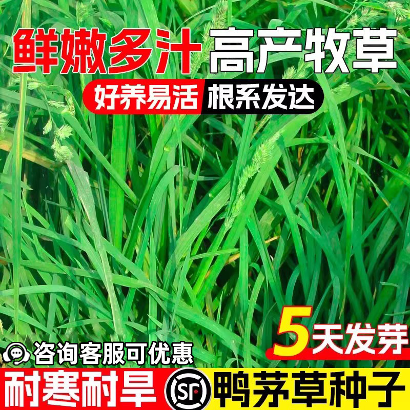 鸭茅草种子鲜嫩多汁果园草籽喂牛羊鹅兔鸡鸭多年生黑麦草牧草种籽