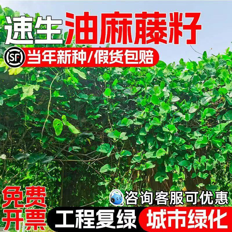 油麻藤种籽护坡固土绿化爬藤种子