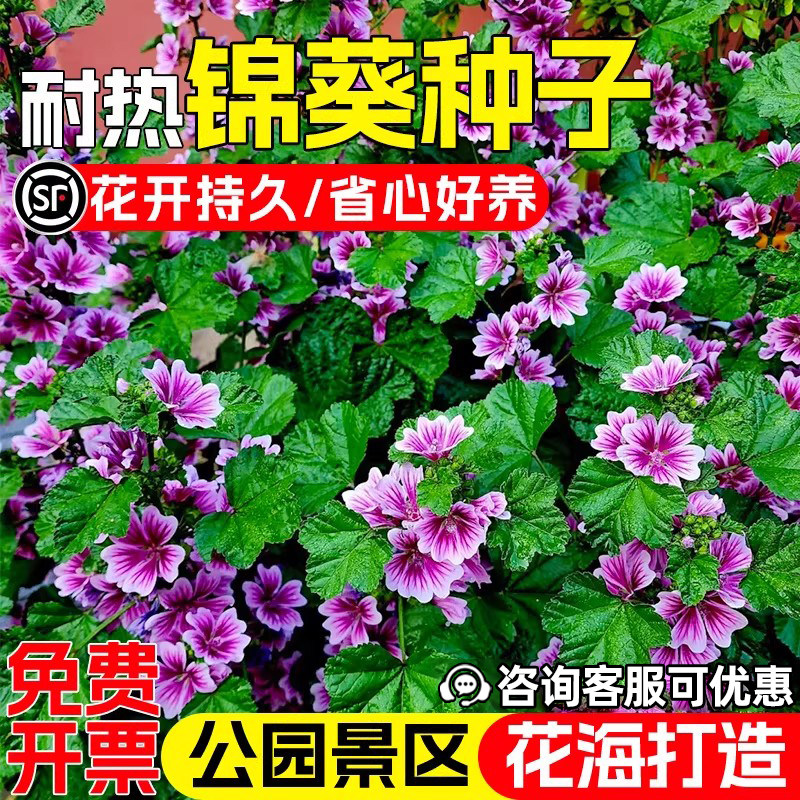 锦葵花种子四季阳台庭院耐寒花籽