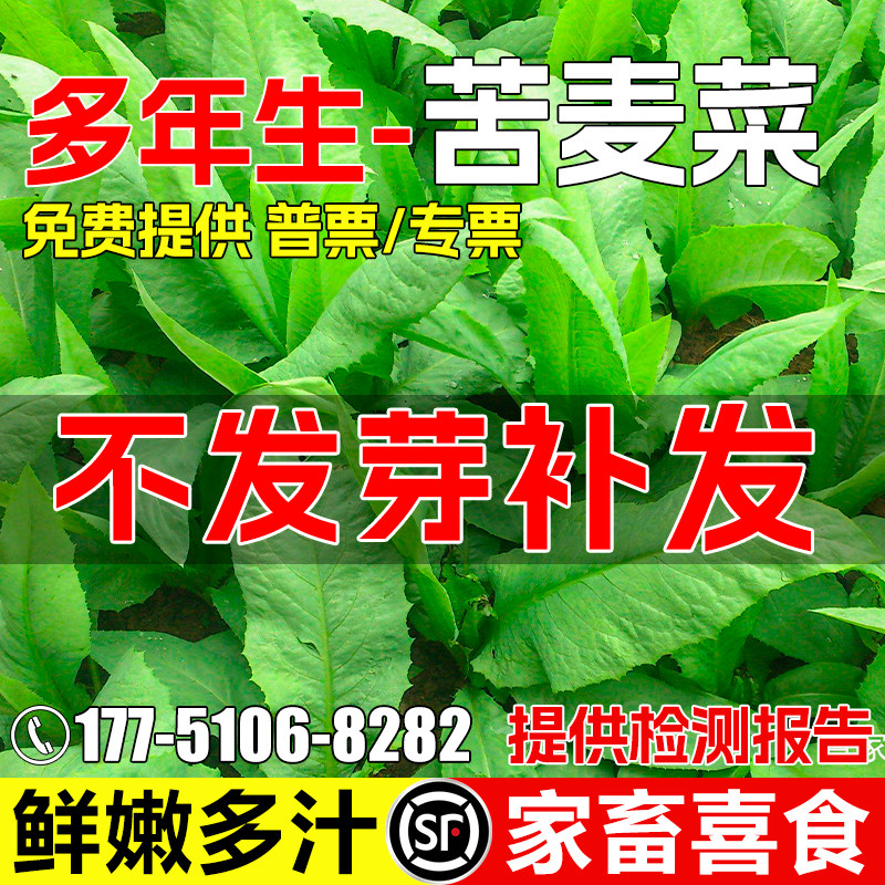 苦麦菜种籽畜牧养殖牧草种子草籽