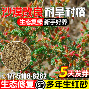 红砂种子多年生防风固沙草籽沙漠复绿生态修复耐旱耐贫瘠灌木种籽