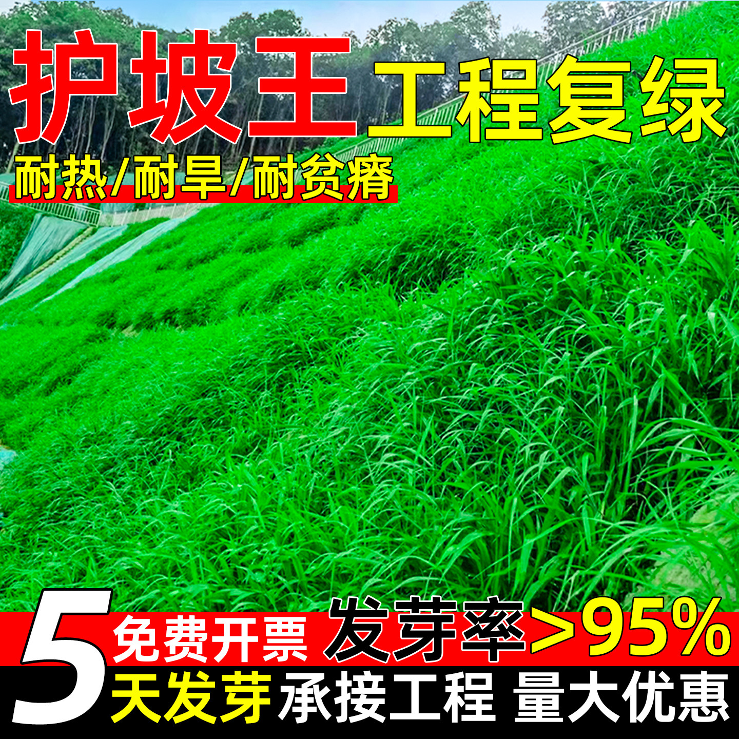 护坡固土草坪草籽耐寒耐旱矿山复绿河堤绿化高羊茅护坡王草坪种子