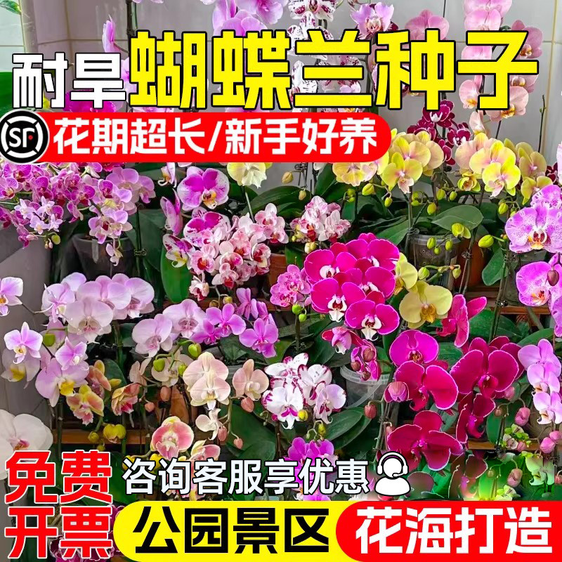 蝴蝶兰花种子客厅办公室桌面盆栽观赏花种籽公园景区花海美化花籽