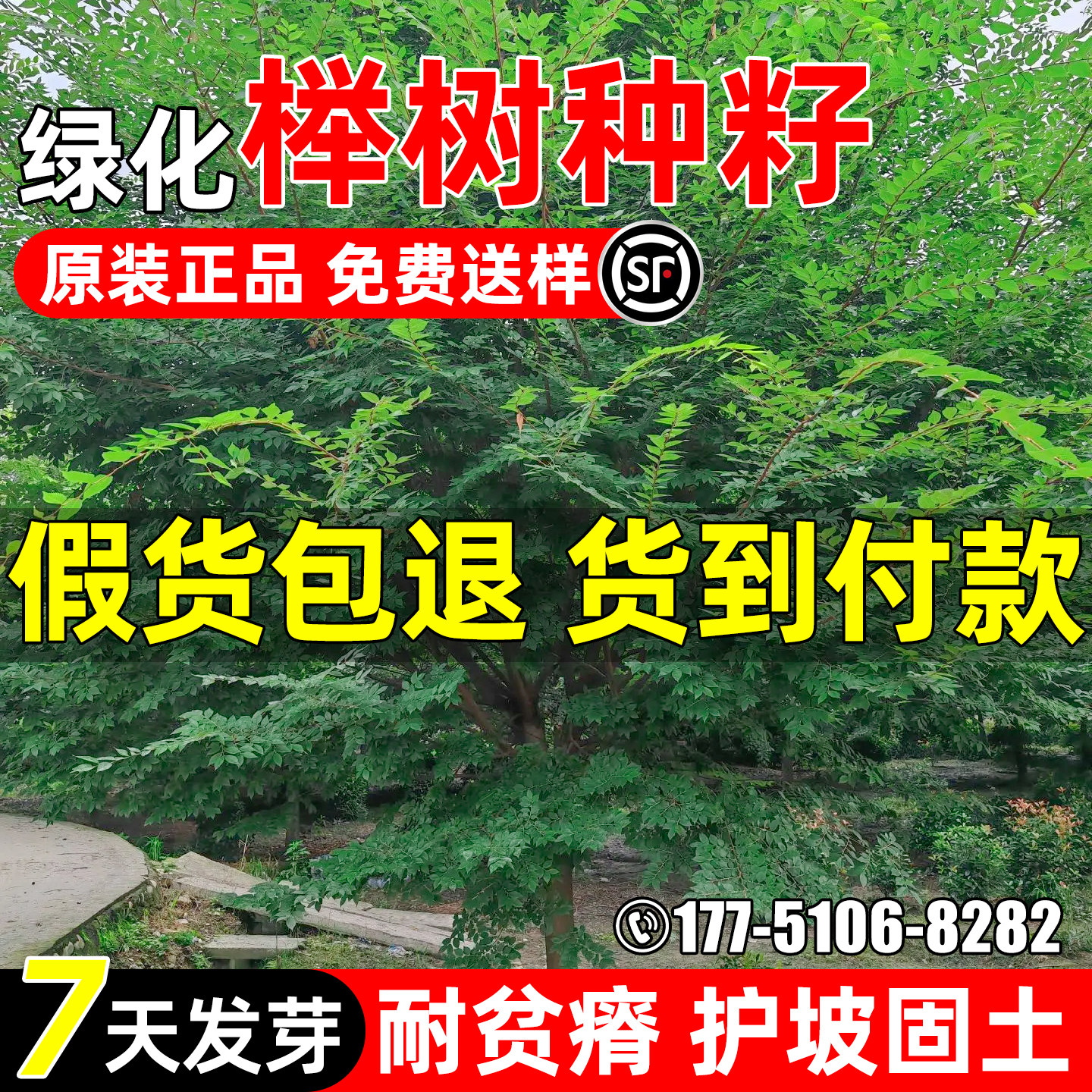 榉树种子红榉树青榉白榉绿化乔木