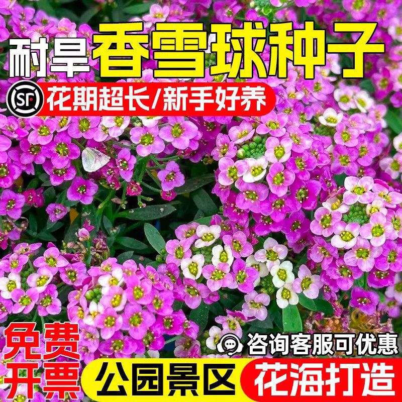 香雪球种子公园景区花海景观美化