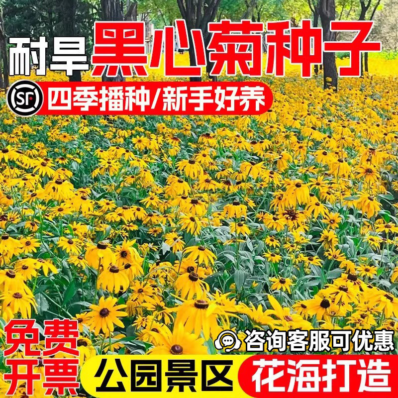黑心菊花籽菊花种子四季播种种籽