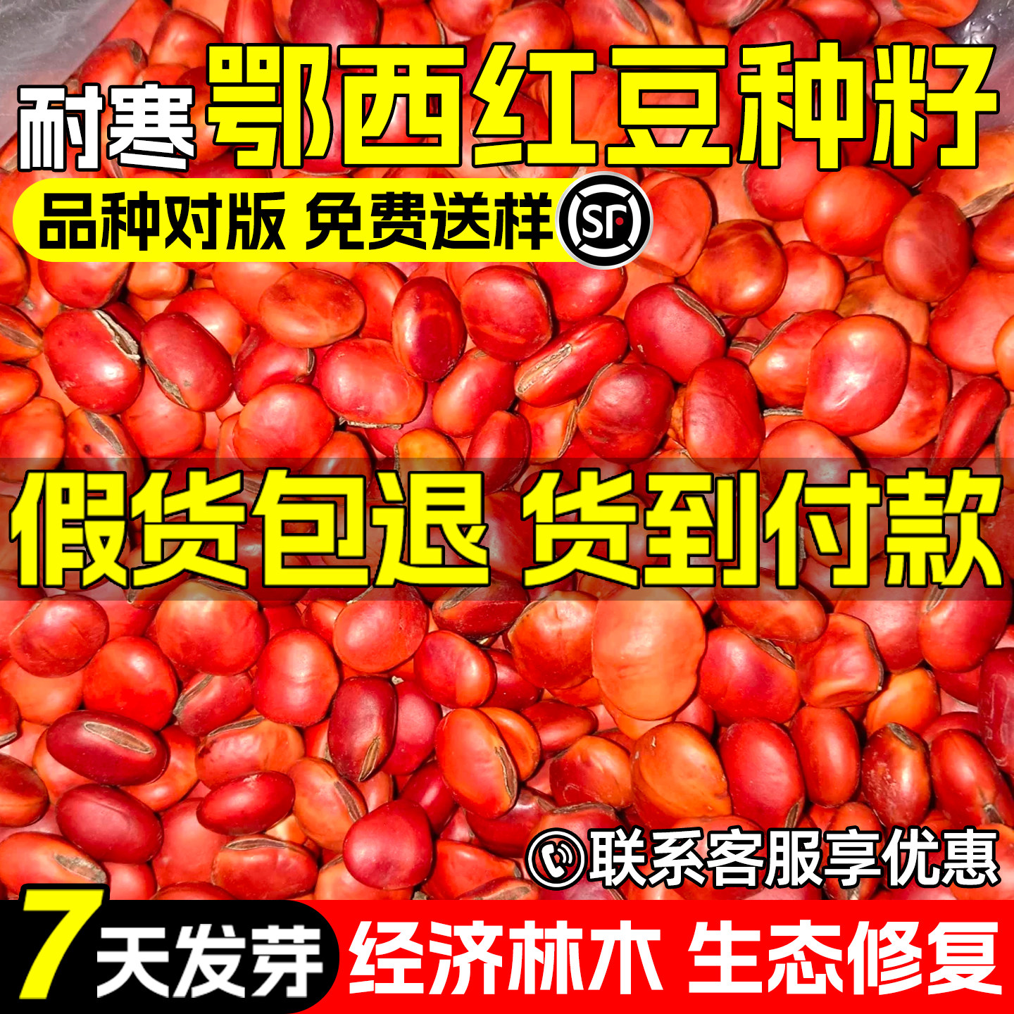 鄂西红豆种子景观园林绿化红豆树