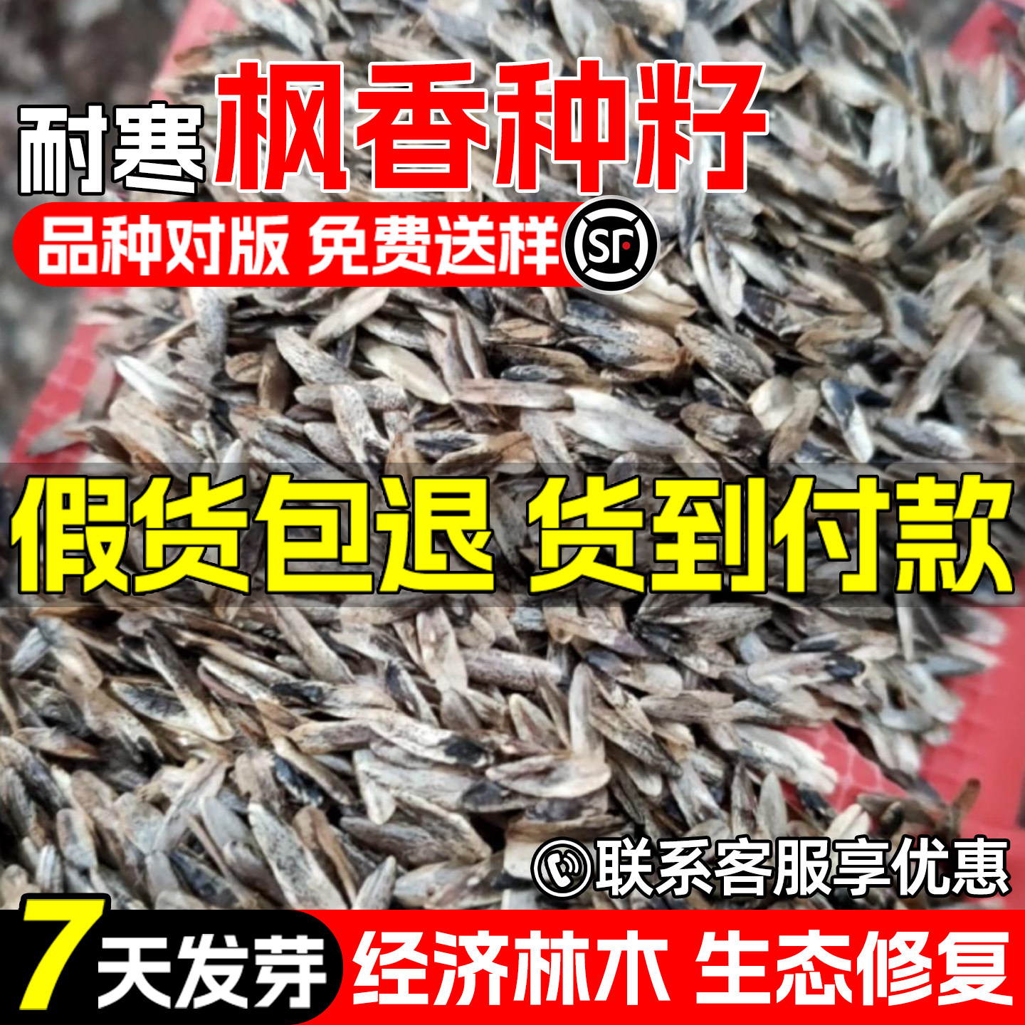 枫香枫树三角枫种子生态绿化观赏