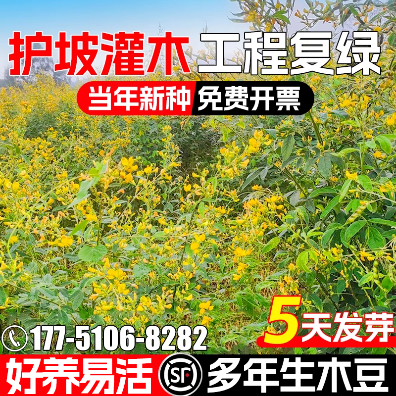 木豆种子多年生护坡固土灌木草籽耐寒耐旱工程绿化荒地复绿草种籽