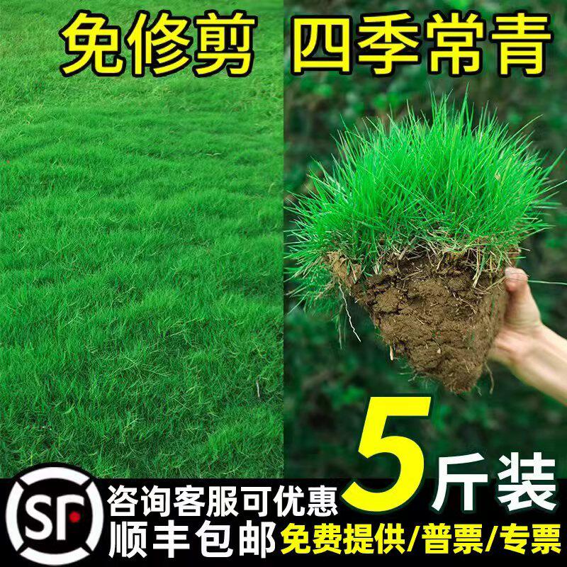 草坪草籽护坡固土狗牙根马尼拉四季常青庭院地毯草绿化黑麦草种子