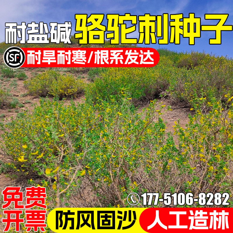 骆驼刺种子耐寒耐旱四季高产牧草种籽生态复绿防风固沙耐贫瘠草籽