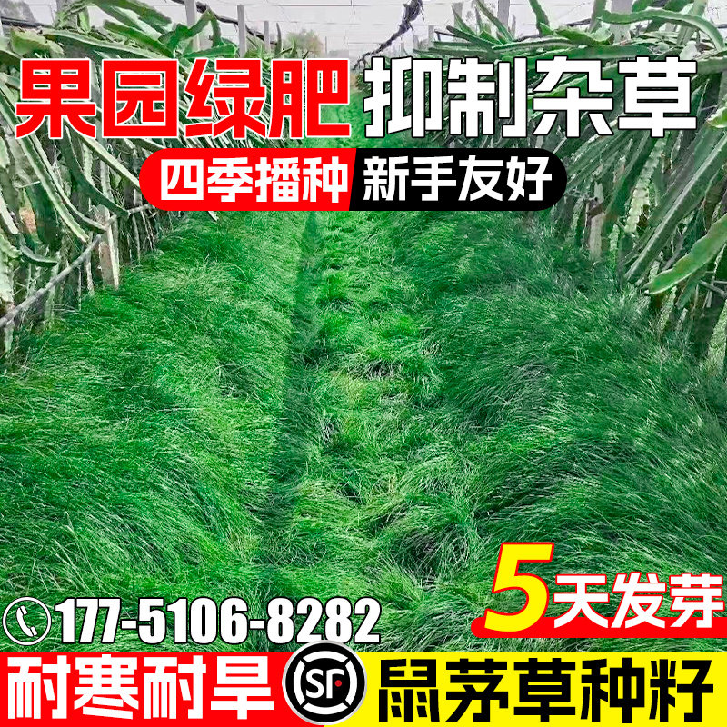 鼠茅草耐旱果园绿肥土壤改善绿化