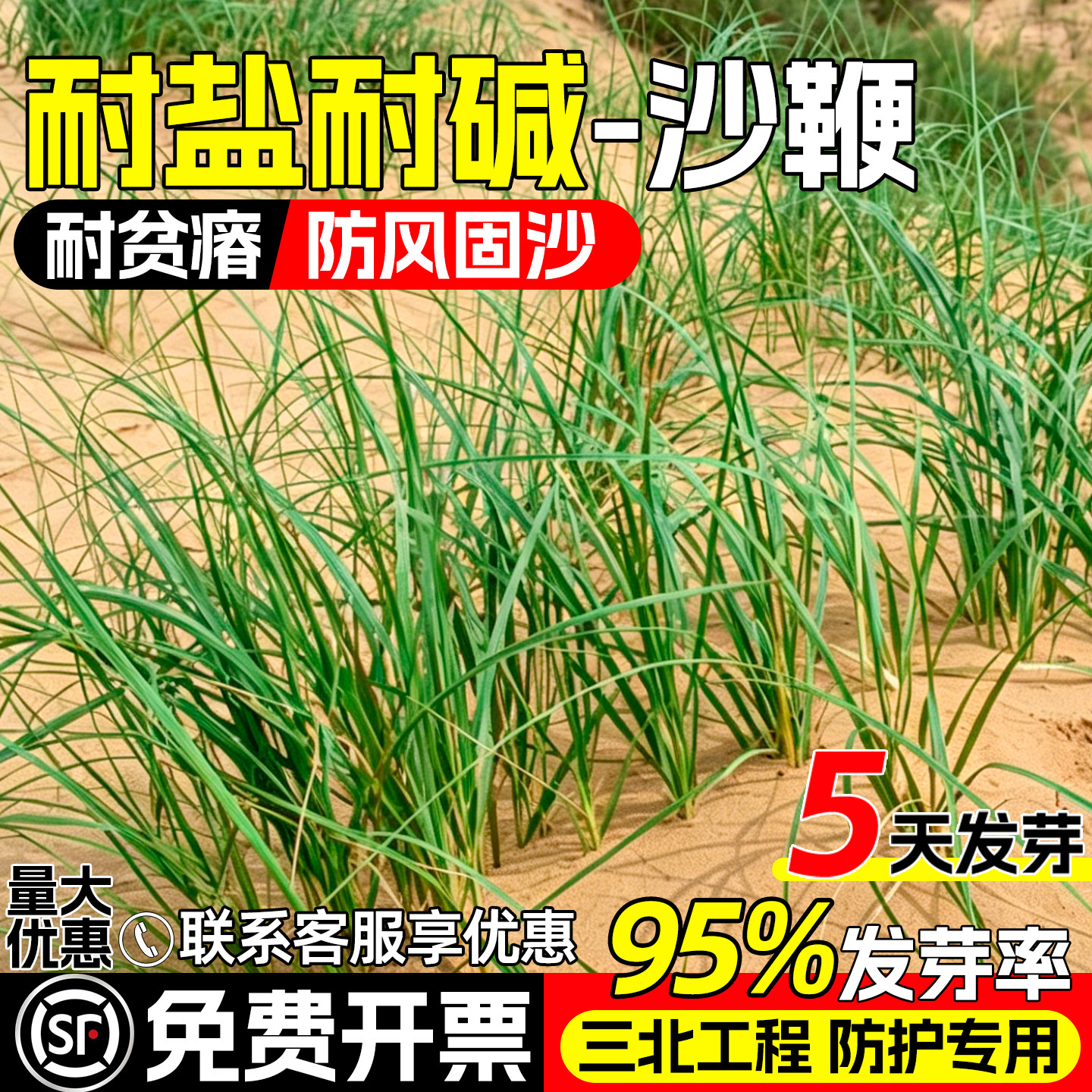 沙鞭沙竹沙竿草种子植被工程绿化