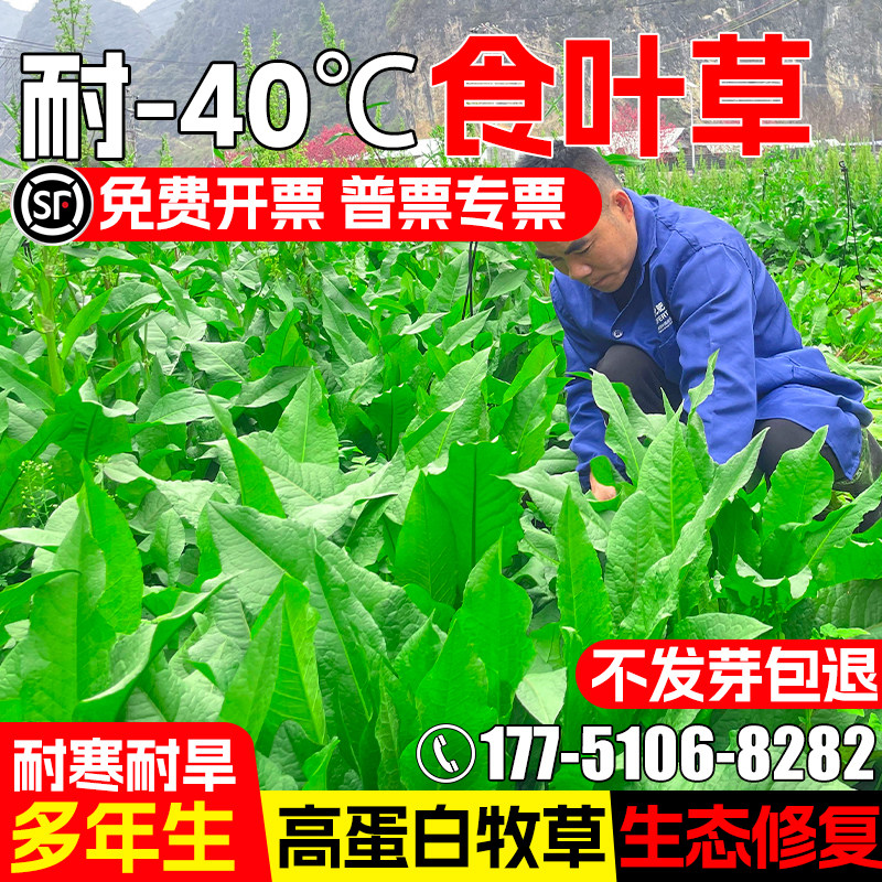食叶草四季高产生态修复畜牧养殖