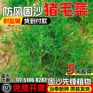 猪毛菜种子多年生防风固沙草籽耐盐耐碱野生猪毛缨扎蓬棵绿化种籽