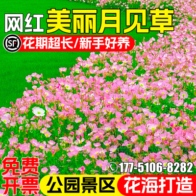 美丽月见草花种籽四季播种花种子