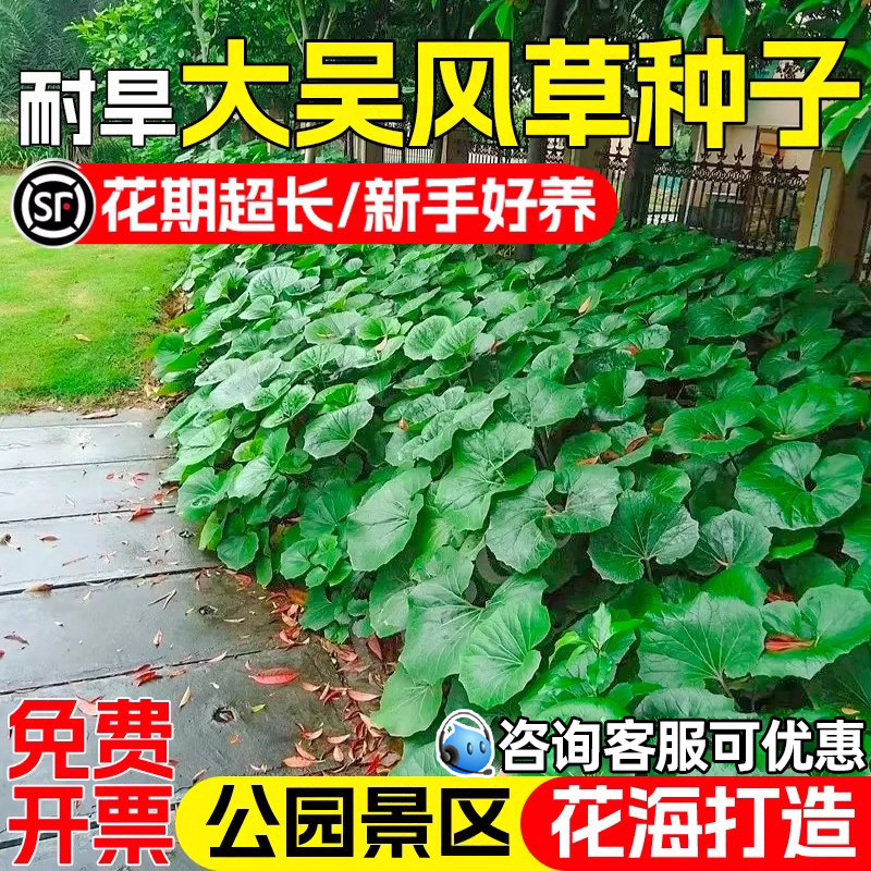 大吴风草种子八角乌活血莲金钵盂