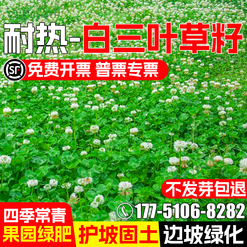 白三叶草籽四季耐热护坡固土边坡绿化草种籽果园绿肥红三叶草种子