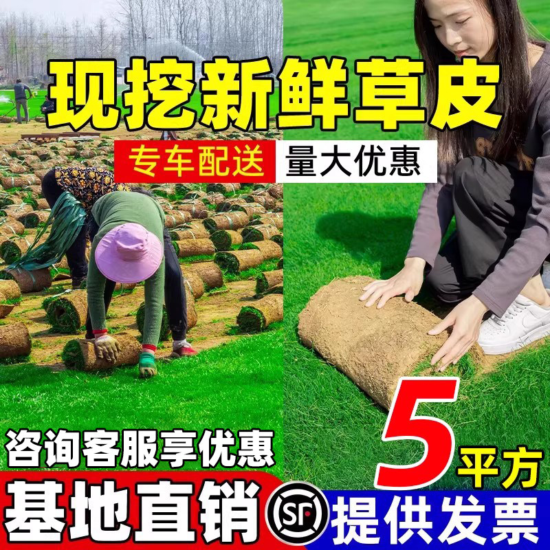 草皮真草坪带泥土别墅花园绿化四季青果岭草台湾草马尼拉草皮带土