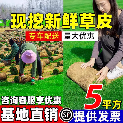 草坪草皮带泥土四季常青马尼拉皮